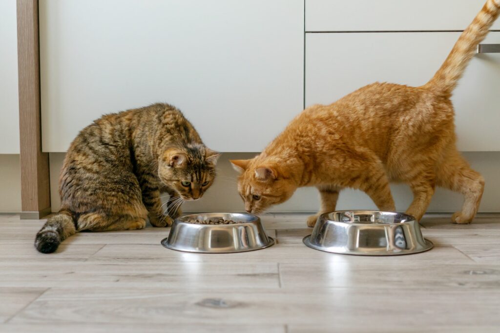 Quelle nourriture pour chats est la meilleure pour leur santé à long terme ?