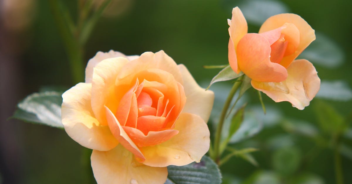 découvrez la beauté de la nature à travers ses paysages époustouflants, sa biodiversité riche et ses merveilles insoupçonnées. plongez dans un univers où chaque élément de la nature raconte une histoire, invitant à la contemplation et à la préservation de notre environnement.