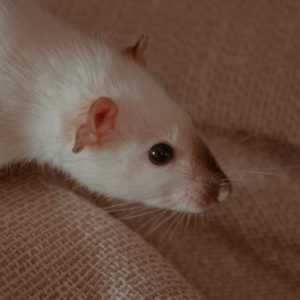 Dératisation à Lyon : pièges vs biocides, que choisir ?