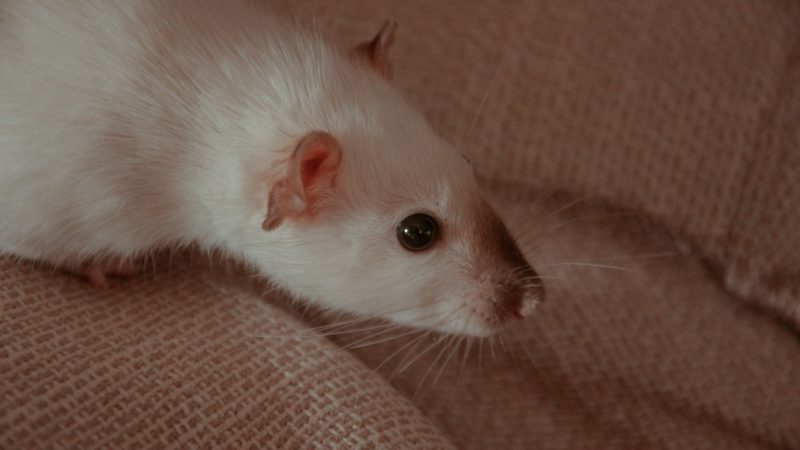 Dératisation à Lyon : pièges vs biocides, que choisir ?