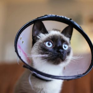 Pourquoi choisir un collier adapté pour votre chat : conseils et astuces