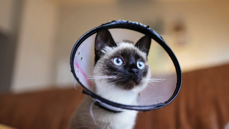 Pourquoi choisir un collier adapté pour votre chat : conseils et astuces