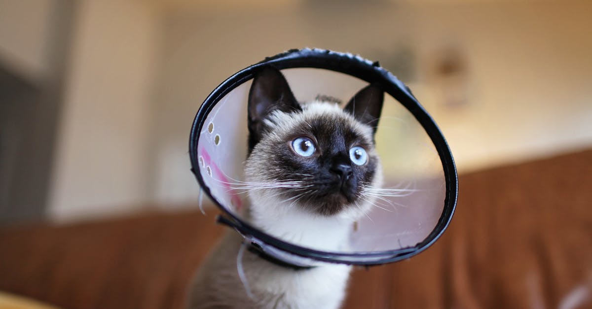 Pourquoi choisir un collier adapté pour votre chat : conseils et astuces