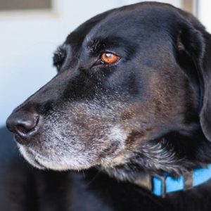 Comment choisir le collier idéal pour votre chien : conseils et astuces