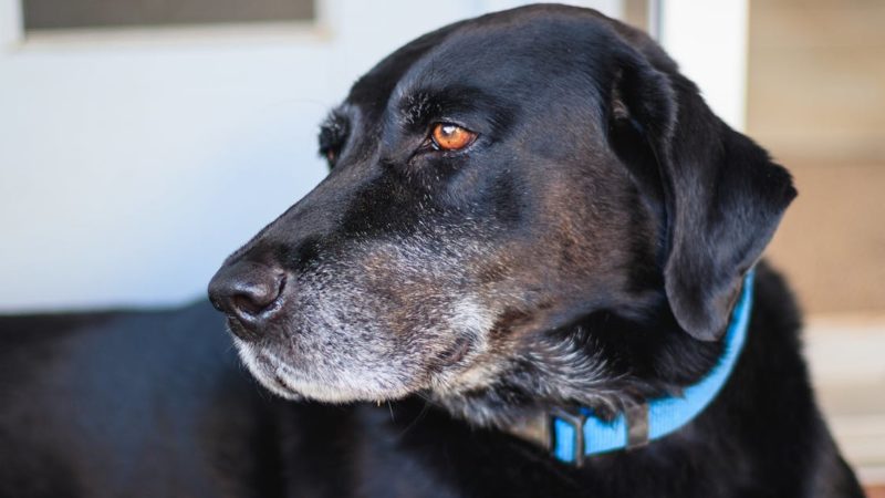 Comment choisir le collier idéal pour votre chien : conseils et astuces