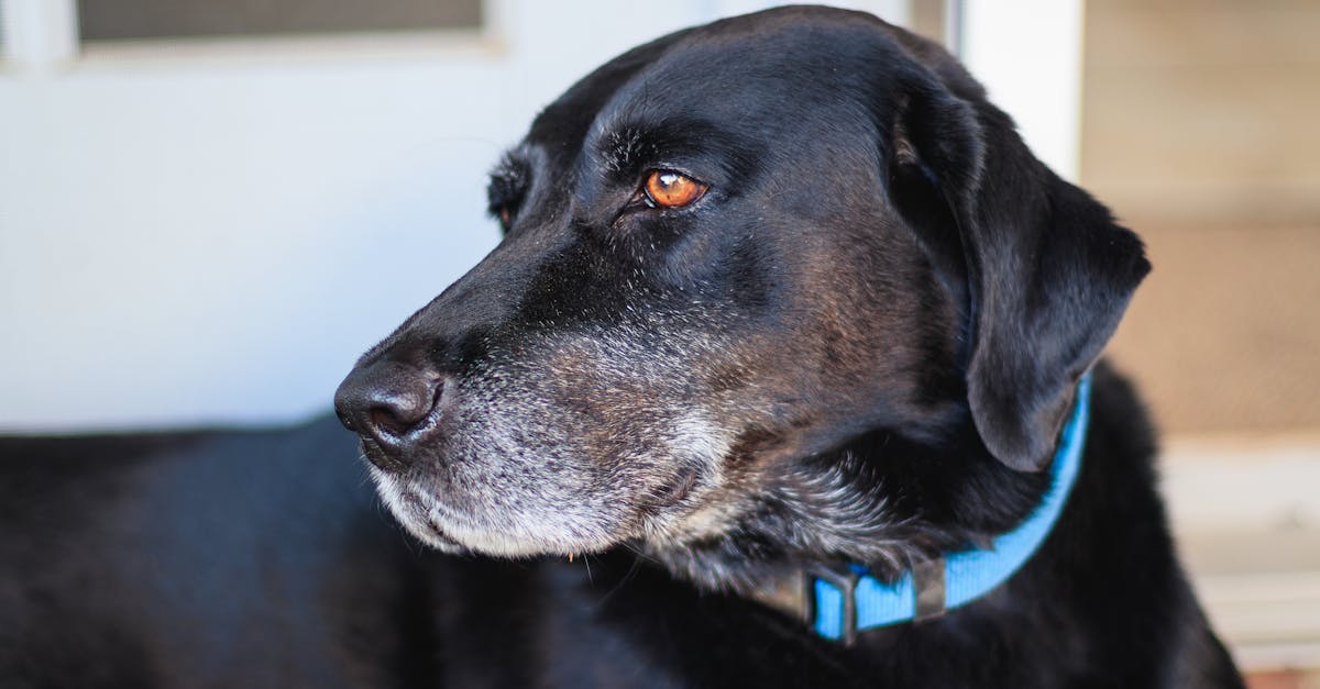 Comment choisir le collier idéal pour votre chien : conseils et astuces